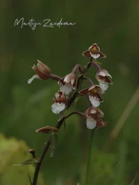 Moeraswespenorchis [Epipactis palustris]